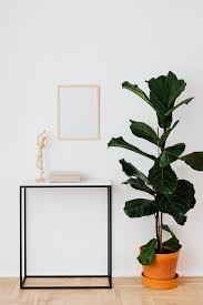 Sugestões de plantinhas para casa e apartamento